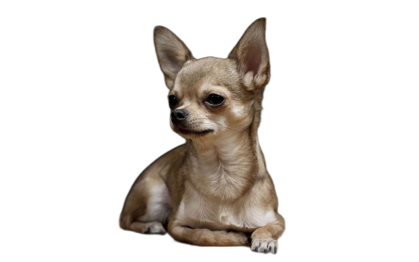 Чихуахуа разведение. Angry Chihuahua.