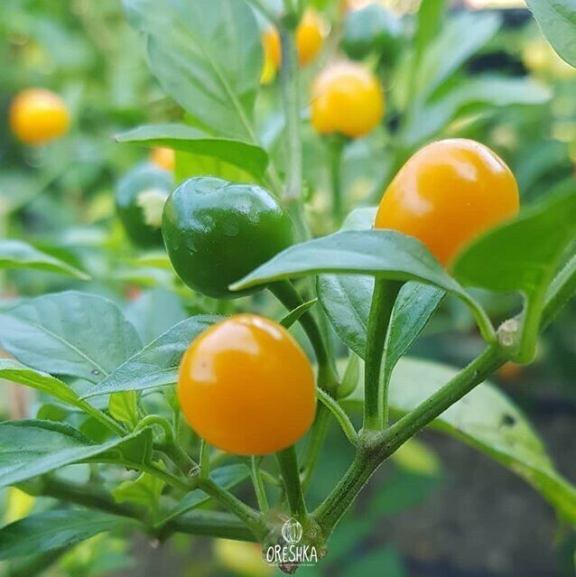 Seeds of Hot pepper Qintisho (Capsicum) — 5 pcs