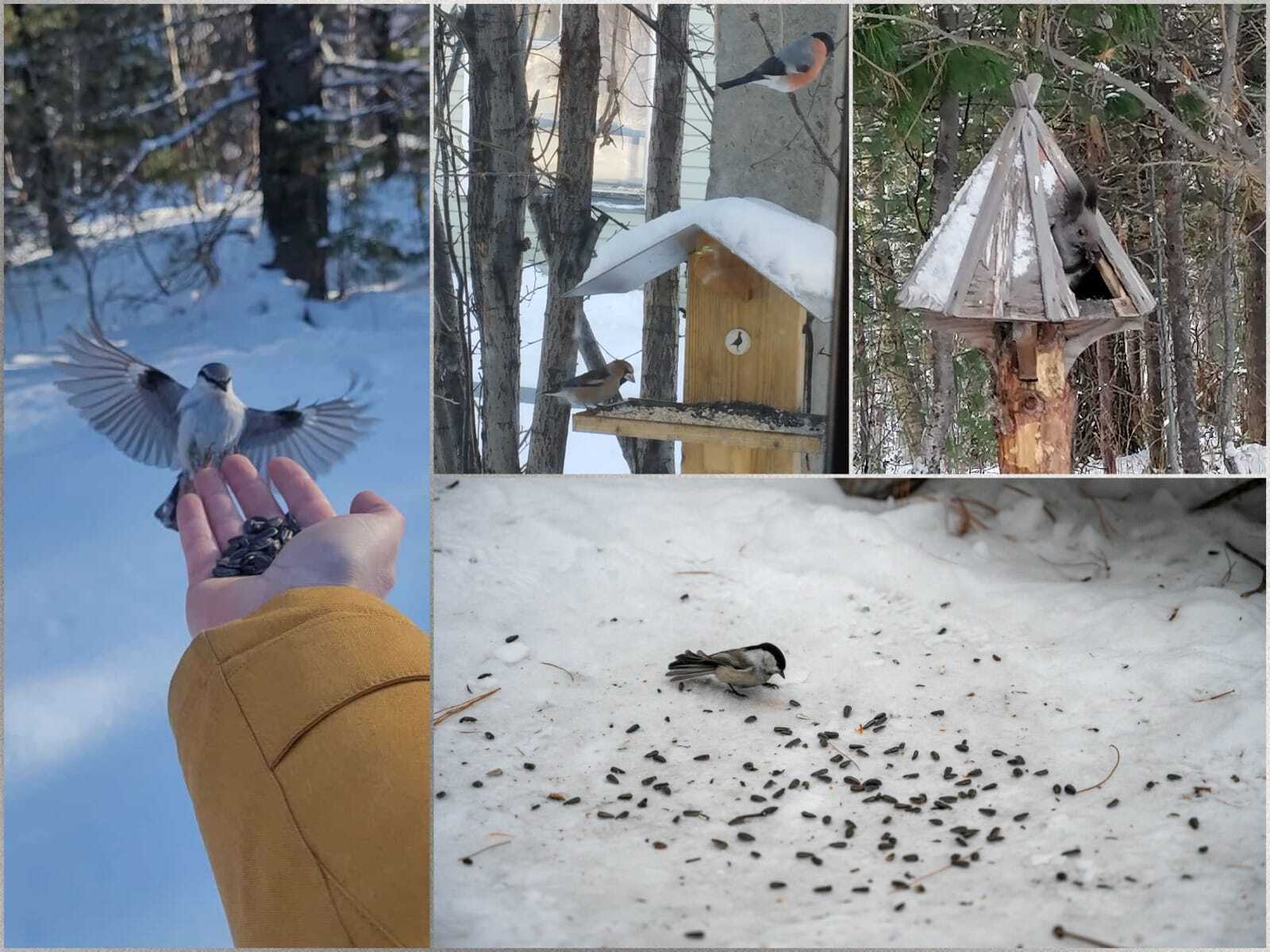 Птичьи кормушки в Байкальском заповеднике
