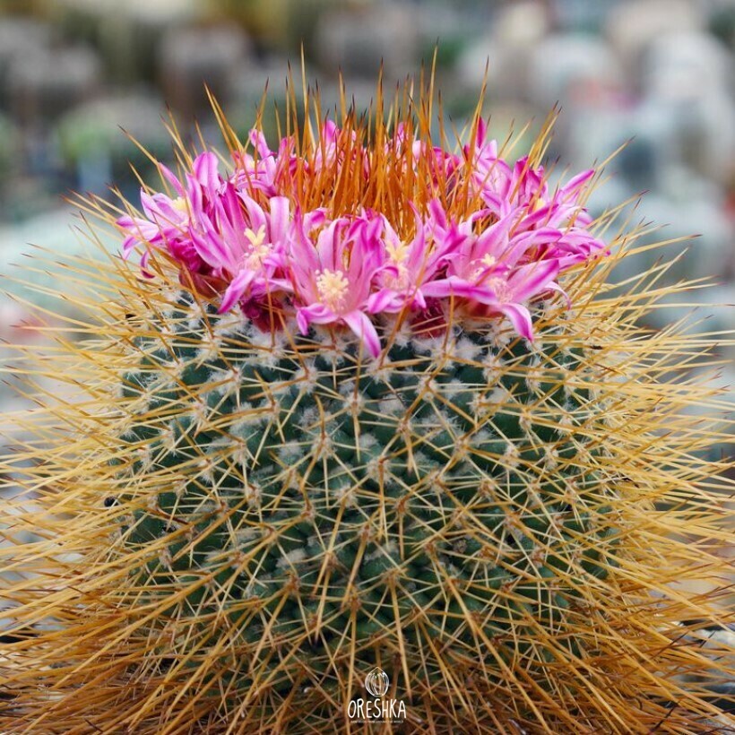 Seeds of Cactus Mammillaria apozolensis v. saltensis L 1045 (Mammillaria apozolensis v. saltensis L 1045) — 10 pcs