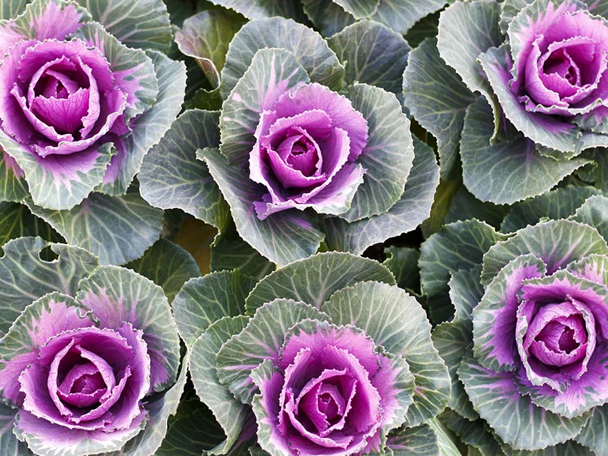 Colorful ornamental kale with vibrant pink centers and frilled green leaves, highlighting companion planting options for vegetable gardens.