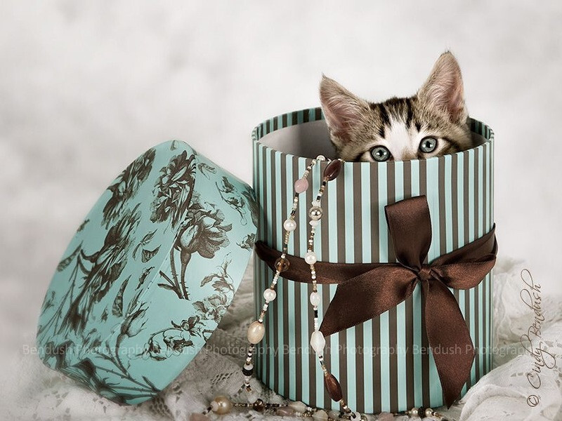 Хвостатые соседи - платный пиар и поиск нового дома