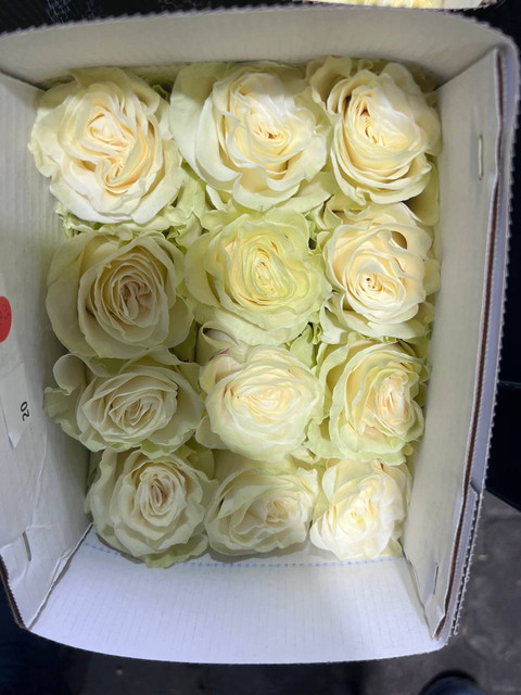 Сейчас в распоряжении Star Roses находятся 52 Га, на которых выращиваются 80+ сортов одноголовой и около 90 кустовой розы.