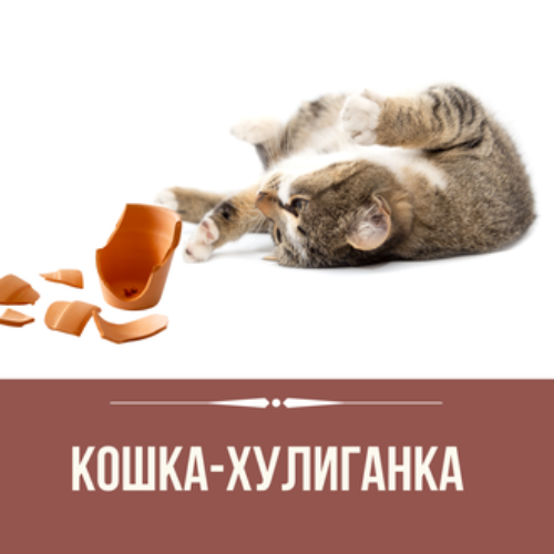 Продолжи котенка. Кошка хулиганка. Кошка хулиганка картинки. Прикольные картинки с кошками хулиганками. Белая кошка хулиганка.