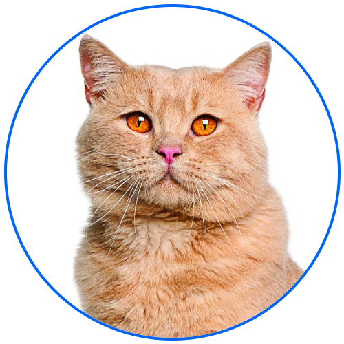 Кремация домашних животных - крематорий для животных в Москве