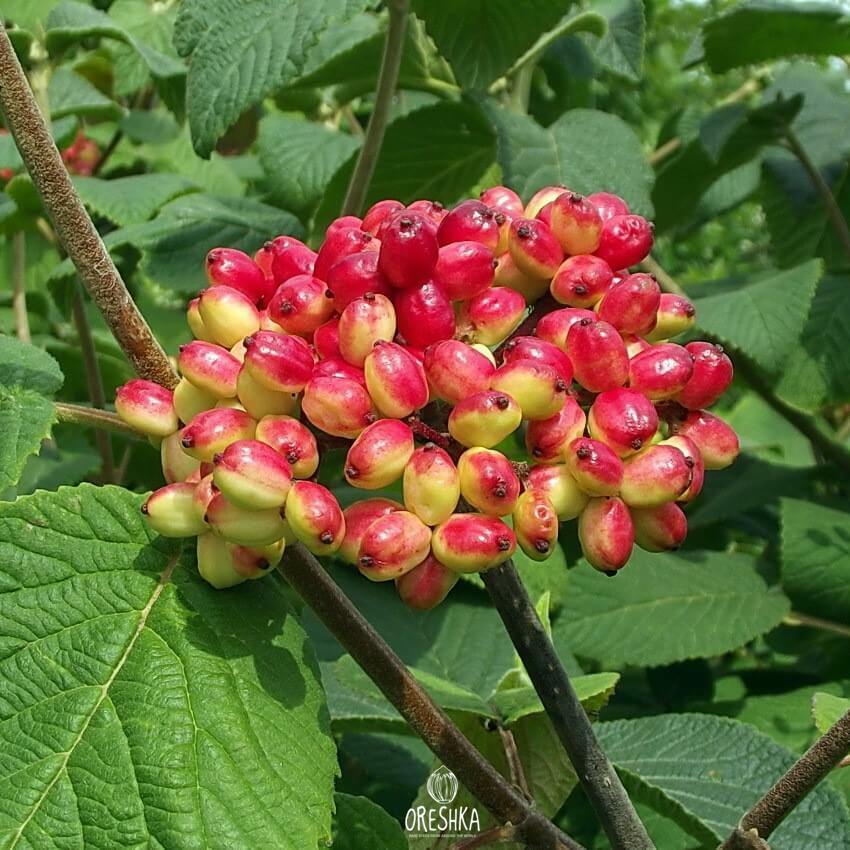 Seeds of Wayfarer (Viburnum lantana) — 30 pcs