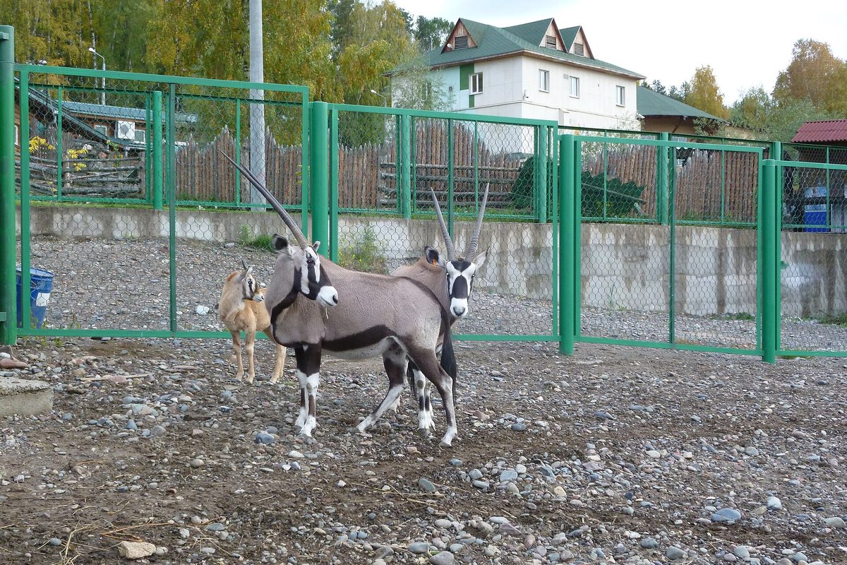 Ориксы в парке флоры и фауны «Роев ручей»