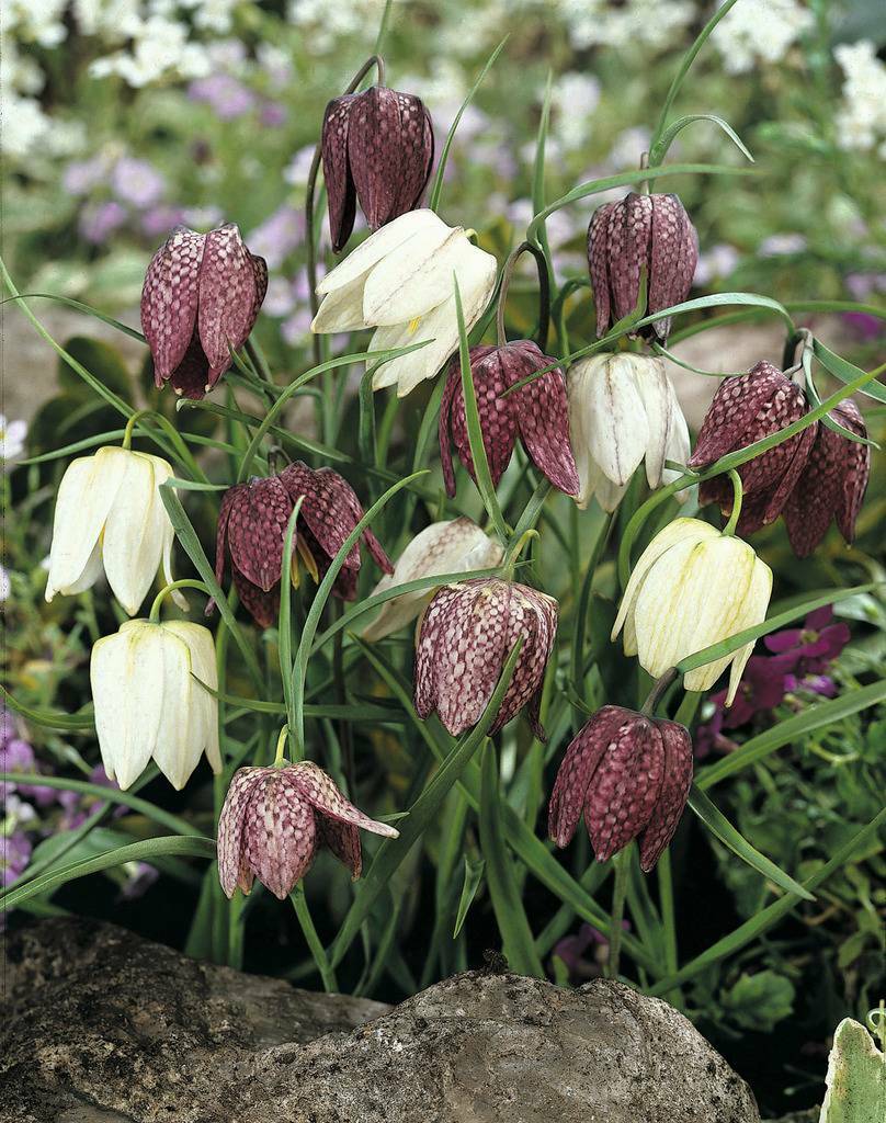 Рябчик шахматный Fritillaria meleagris