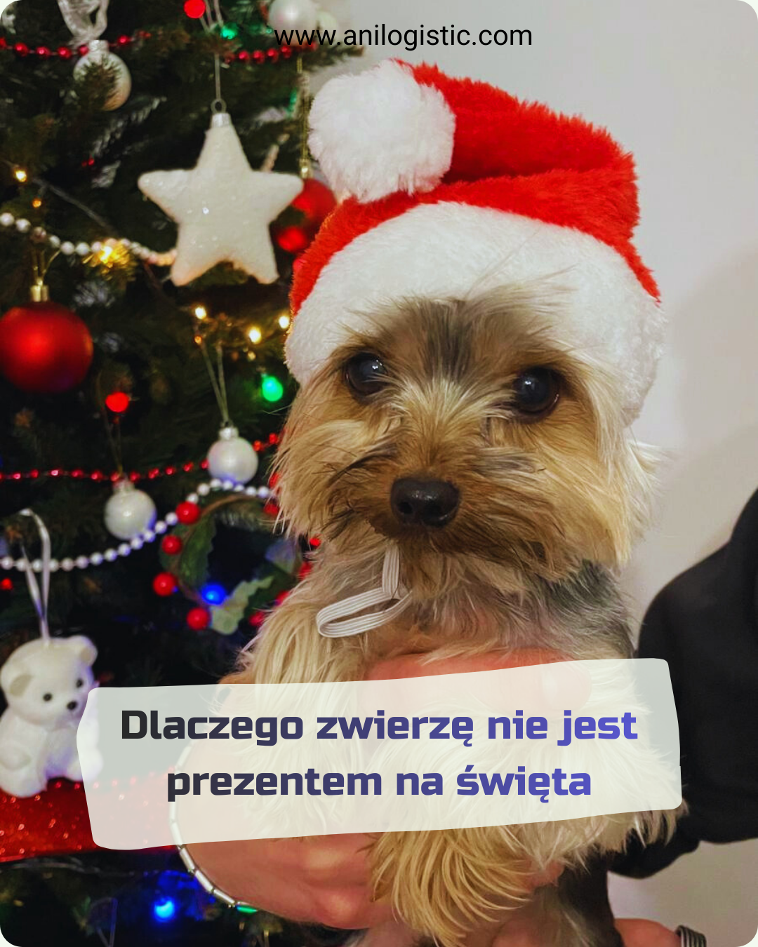 Pies przy choince w czapce Świętego Mikołaja — przypomnienie o odpowiedzialności za zwierzę