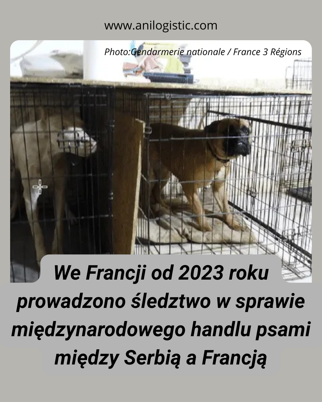 Psy zabezpieczone podczas śledztwa dotyczącego międzynarodowego nielegalnego handlu psami między Serbią a Francją