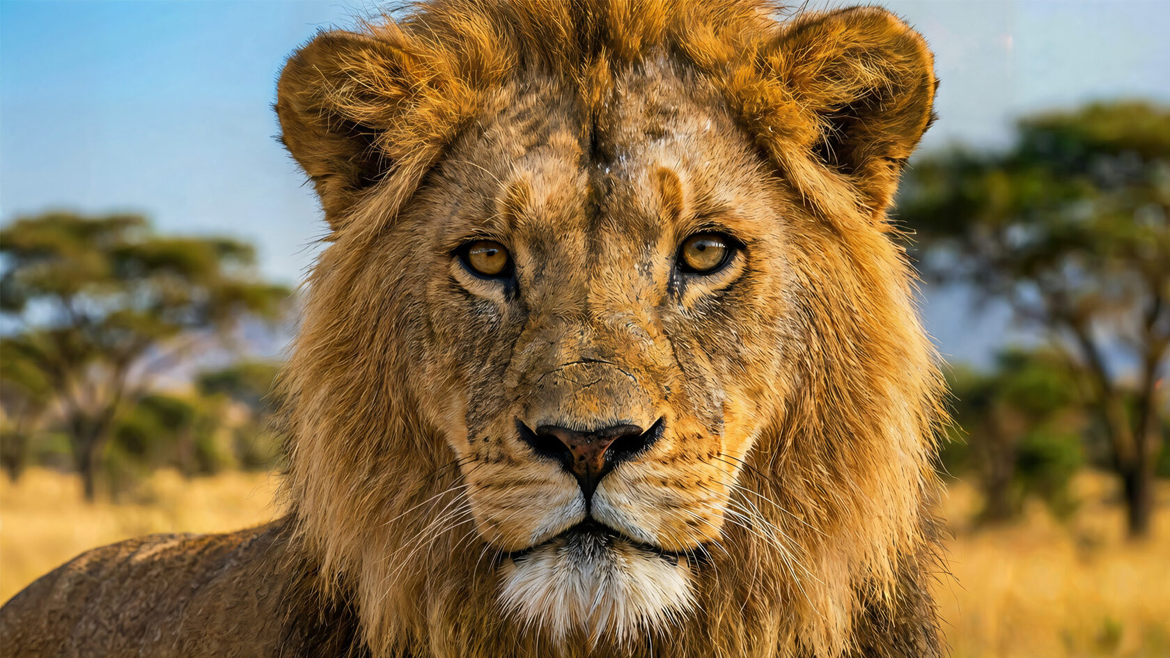 Лев — реальное изображение