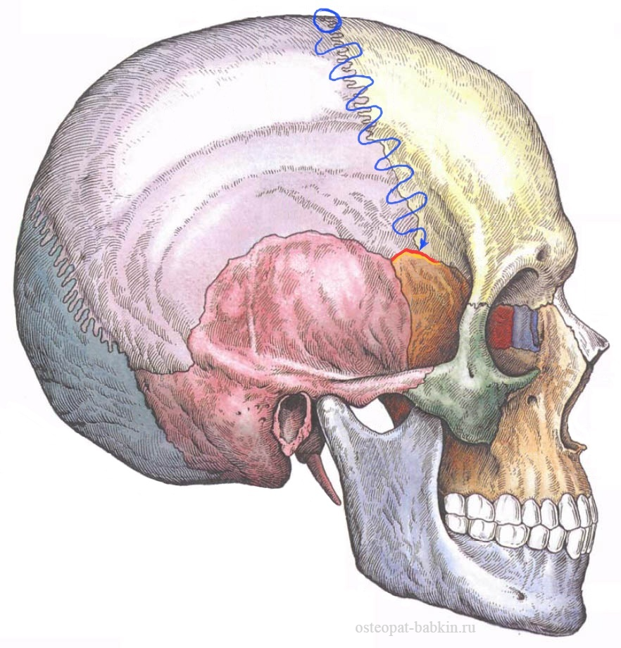 Между теменной костью и затылочной. Голова человека сбоку анатомия. Анатомия мозгового отдела черепа швы. Кости черепа человека анатомия атлас. Швы черепа сбоку.