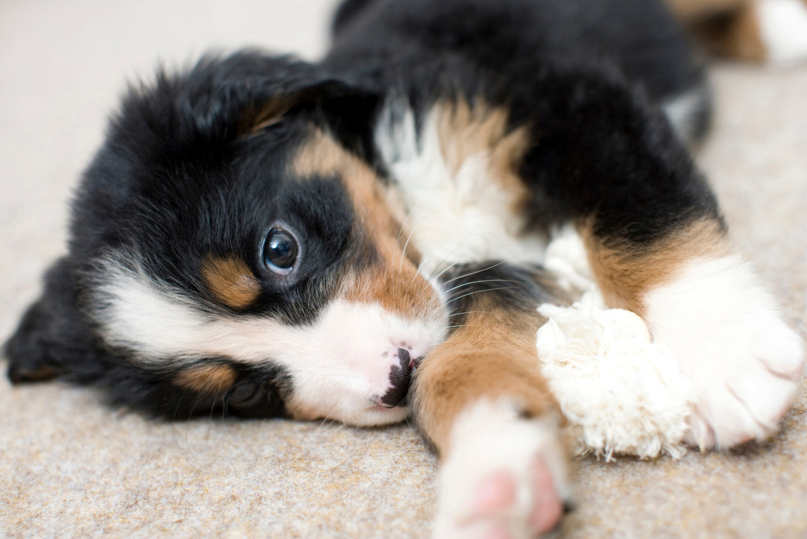 Италия. Животные