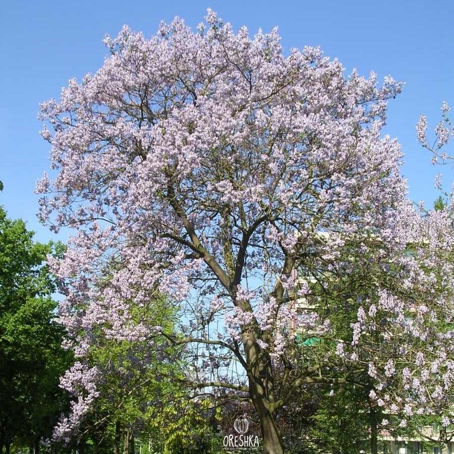 Seeds of Paulownia elongata - 5000 pcs