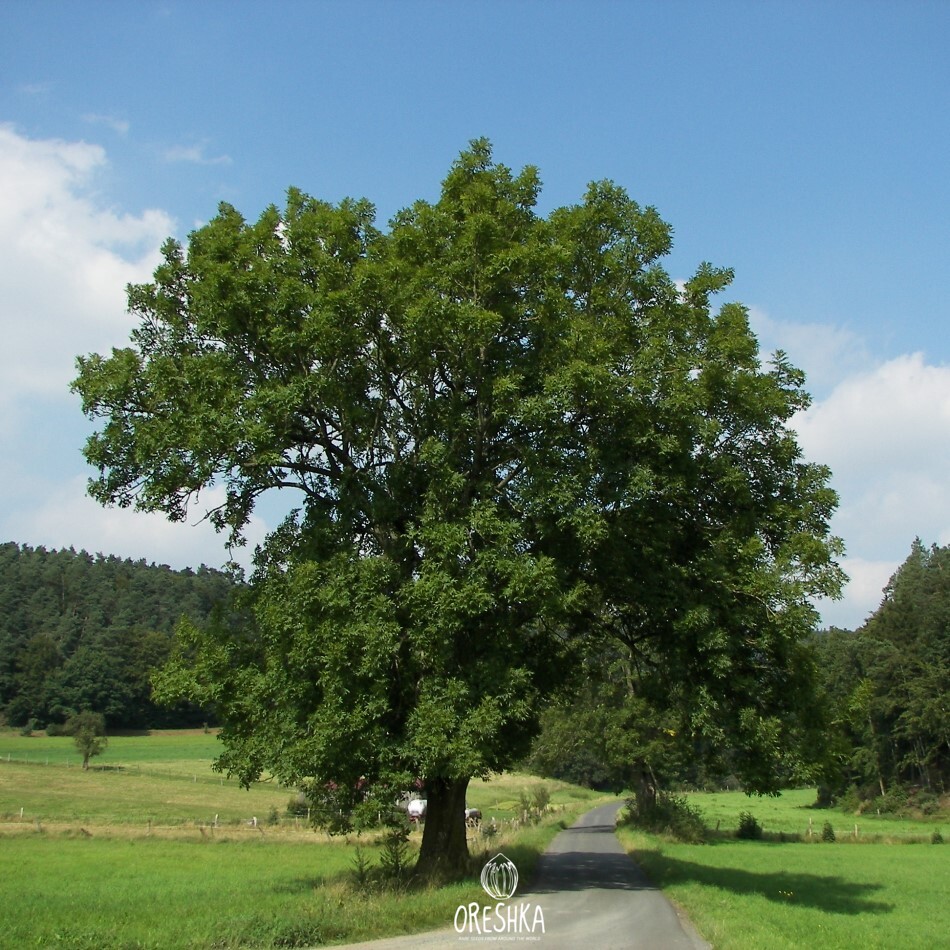 Село ясень. Ясень обыкновенный дерево. Ясень обыкновенный Fraxinus Excelsior. Ясень обыкновенный - лат .Fraxinus Excelsior.. Ясень обыкновенный Нана.