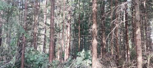 Расчистка участков от деревьев, пней и кустов | Деревьев Нет