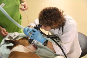 Перкутанная эндоскопическая гастростомия у кошек: преимущества, рекомендации и осложнения операции