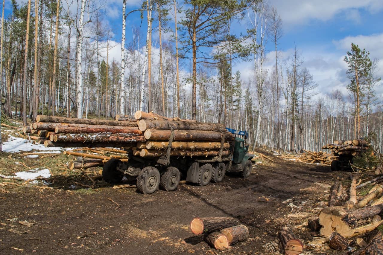 Купить дрова в Калининграде с доставкой по городу и области