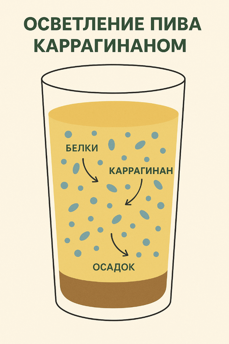 Инфографика показывает, как работает каррагинан при осветлении пива. В верхней части бокала изображены свободные белки и частицы каррагинана. Стрелки указывают на процесс связывания белков, после чего они оседают на дно в виде плотного осадка. Подписи на русском языке: