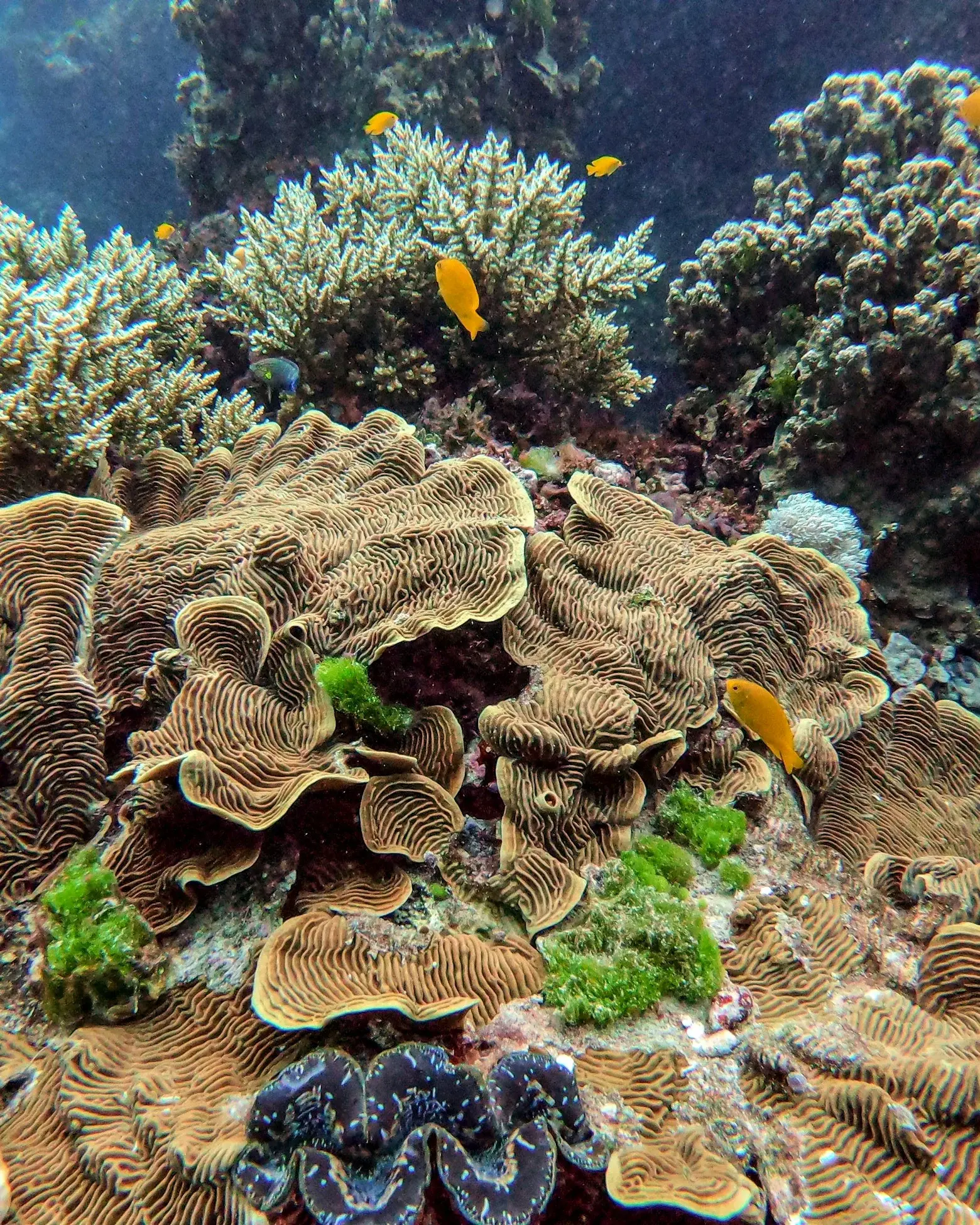 Коралловый сад под водой на Большом Барьерном рифе