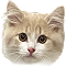 Кот 4