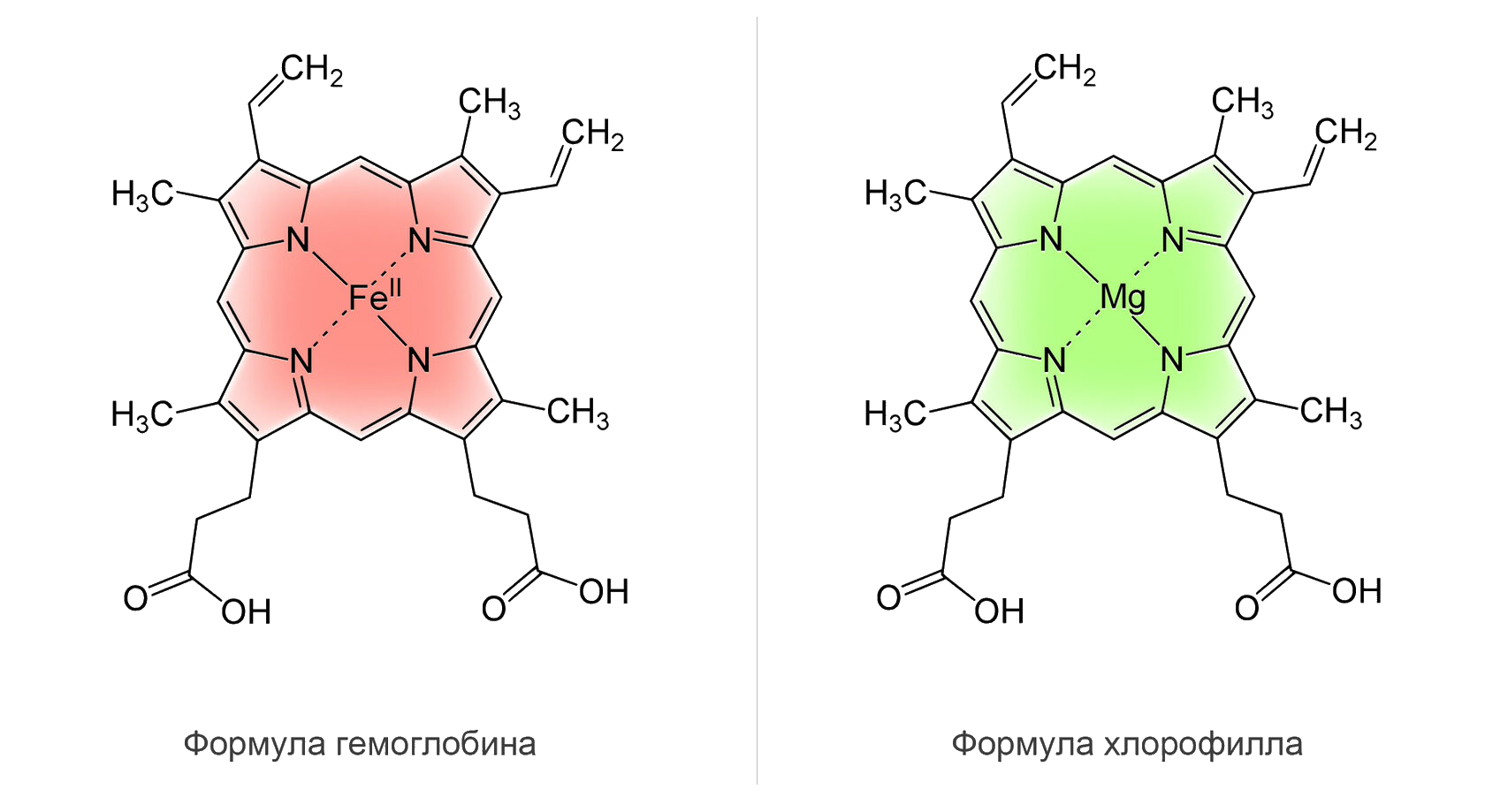 Молекула хлорофилла. Строение хлорофилла и гемоглобина. Структура хлорофилла и гемоглобина. Молекула хлорофилла и гемоглобина. Формула гемоглобина в химии.