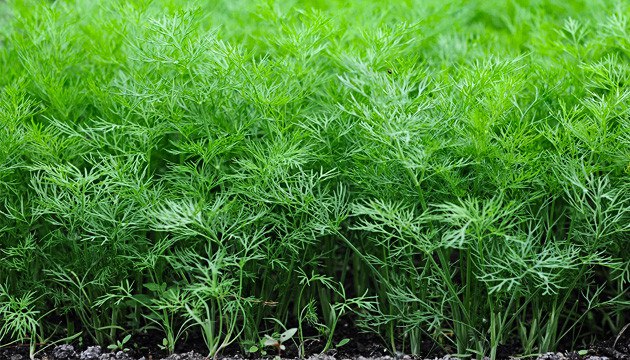 Укроп растение компаньон для посадки в грядках