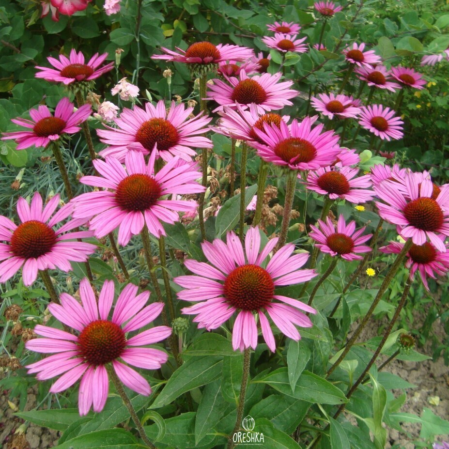 Seeds of eastern purple coneflower (Echinacea purpurea)