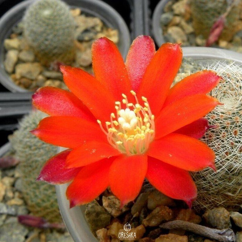 Seeds of Aylostera heliosa cactus (Aylostera heliosa cactus) — 10 pcs