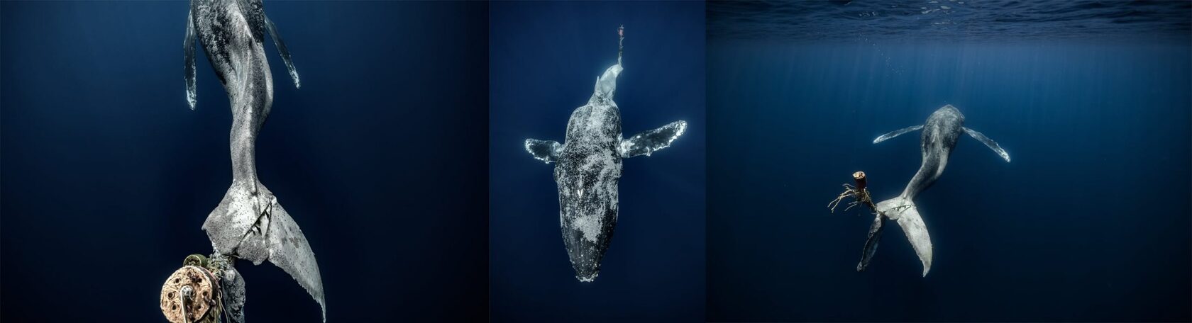 Alvaro Herrero. Humpback Whale.
