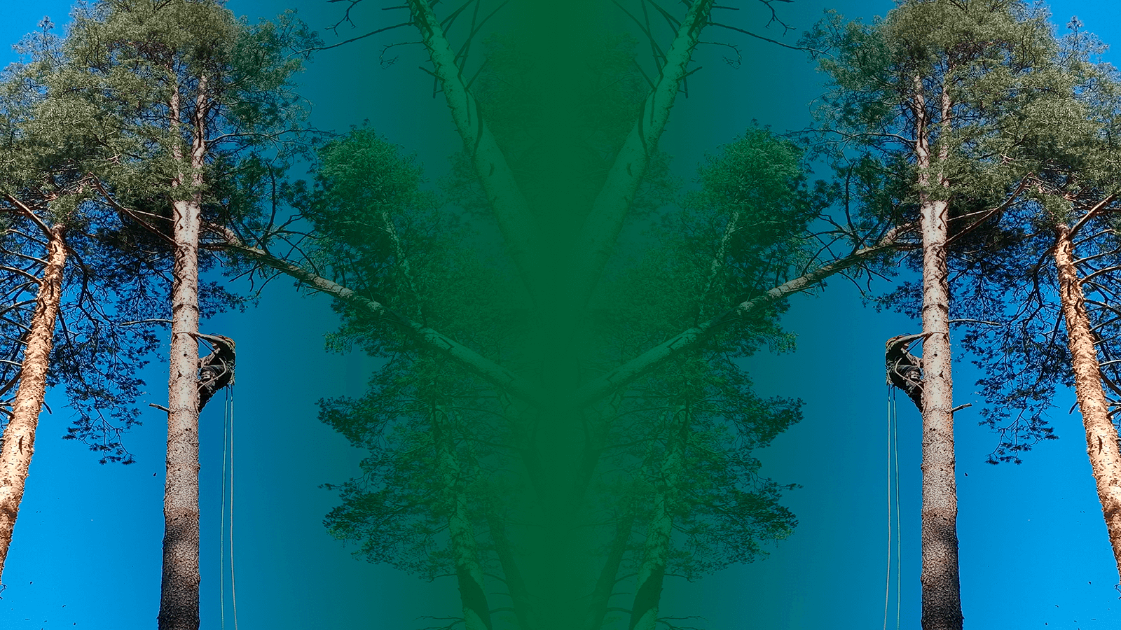 Валка, обрезка, лечение деревьев в СПб и ЛО