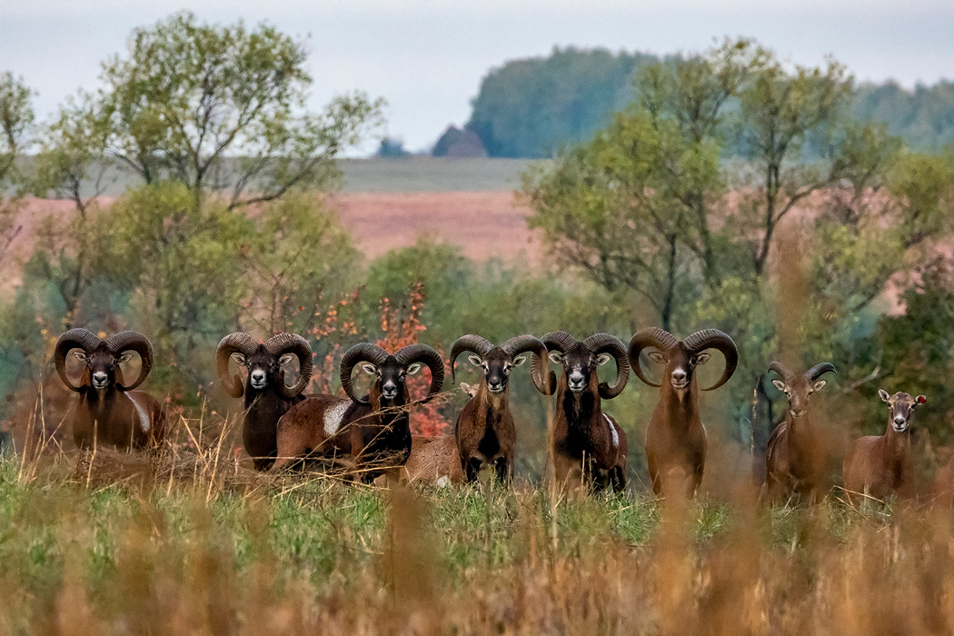 Festival nature 4. Фестиваль на природе.