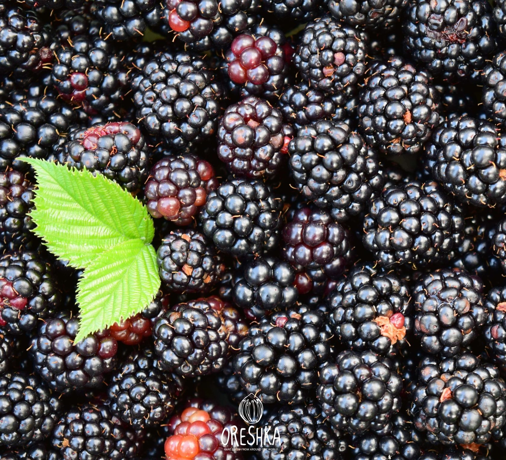 Blackberry canes with ripening berries red to black stages