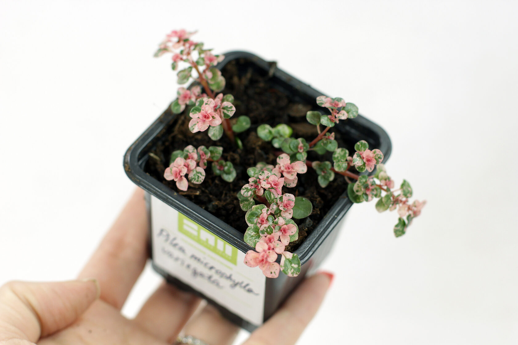 Pilea microphylla variegata care