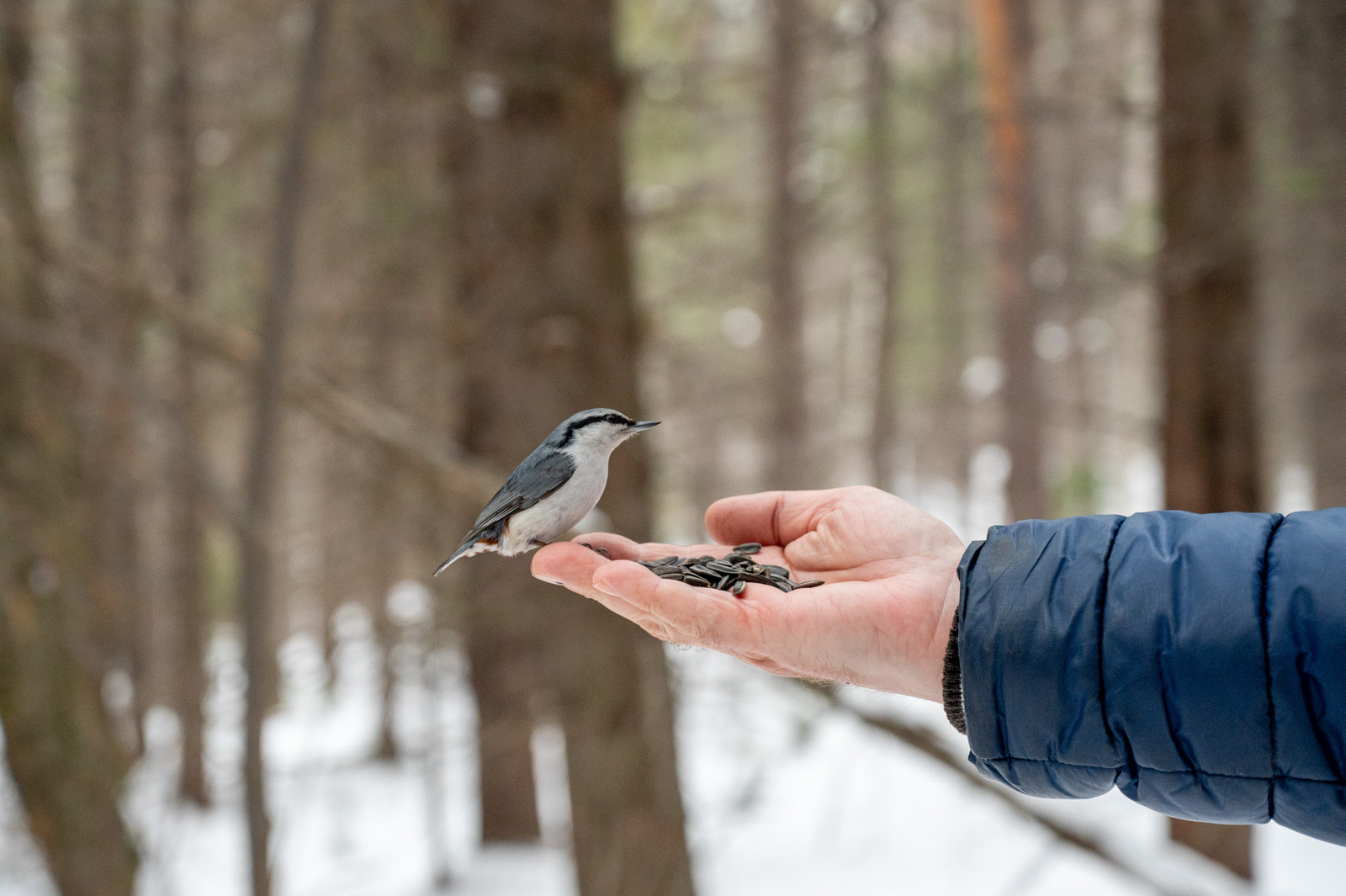 В Байкальском заповеднике заботе о птицах уделяется постоянное внимание.