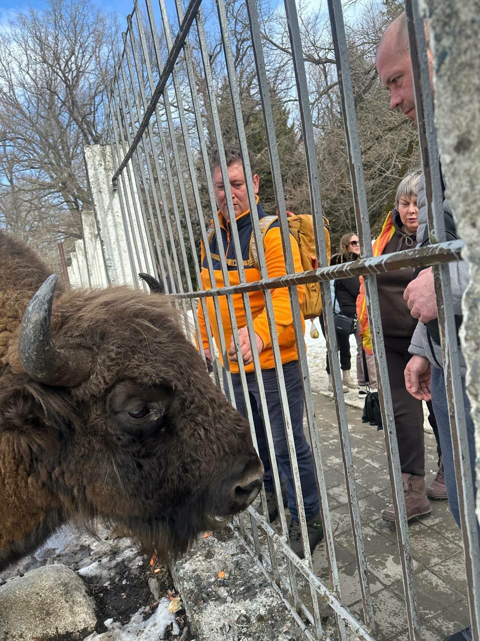 Зубр в Тебердинском парке