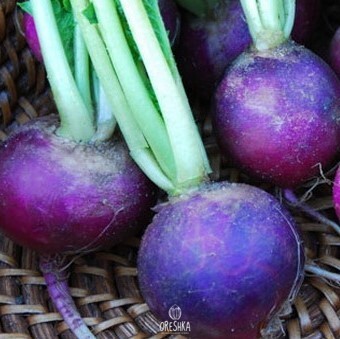 Seeds of Radish 'Viola' (Raphanus sativus var. sativus) — 50 pcs