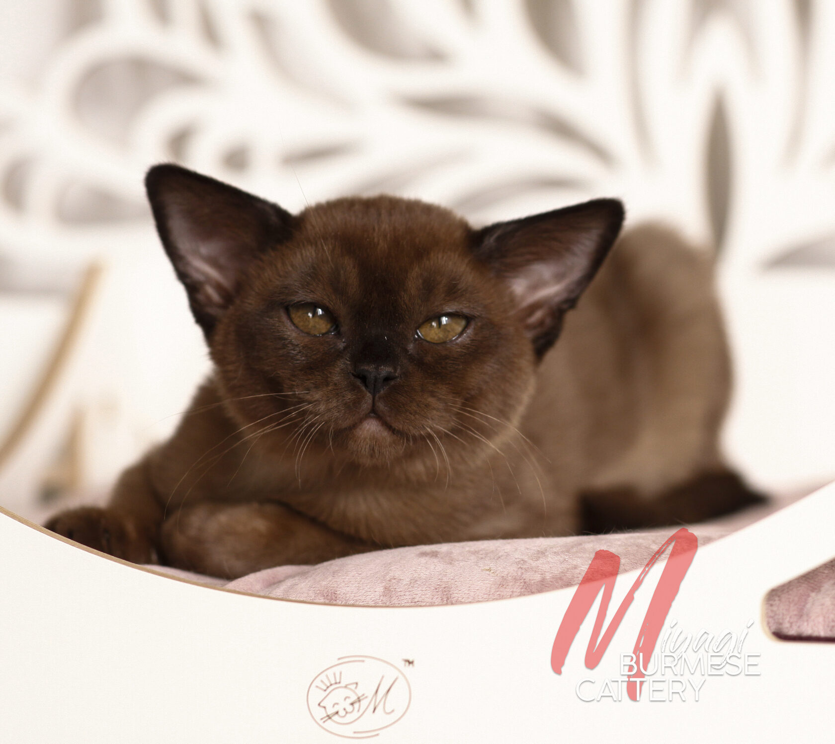 Соболиный бурманский котёнок