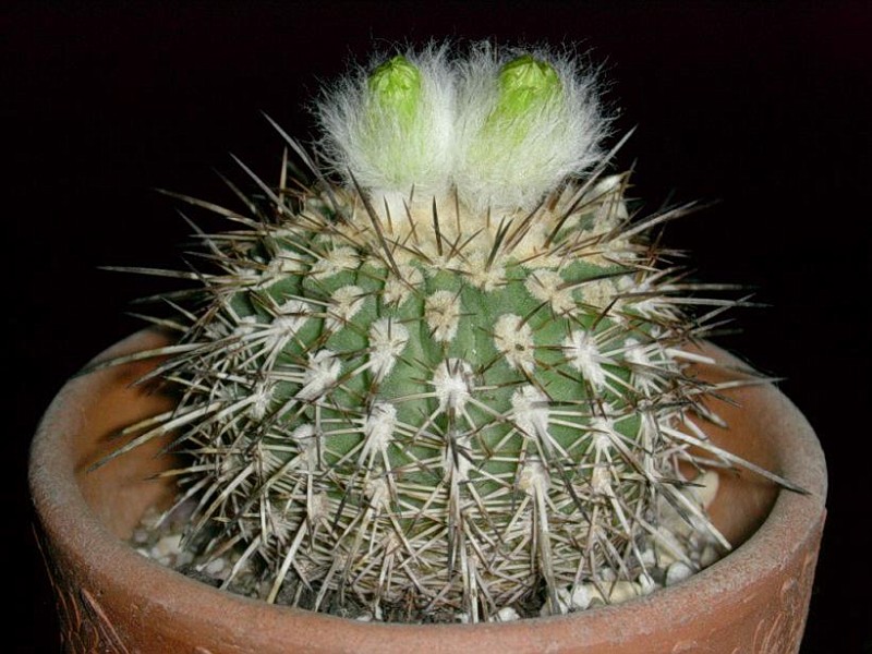 Ислая. Islaya islayensis. Ислайя Кактус. Islaya paucispina. Islaya divaricatiflora.