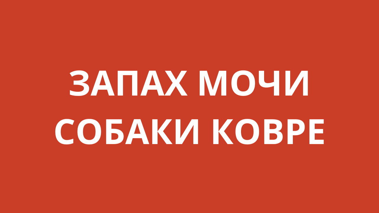Запах собачьей мочи как избавиться. Запах собачьей мочи как избавиться