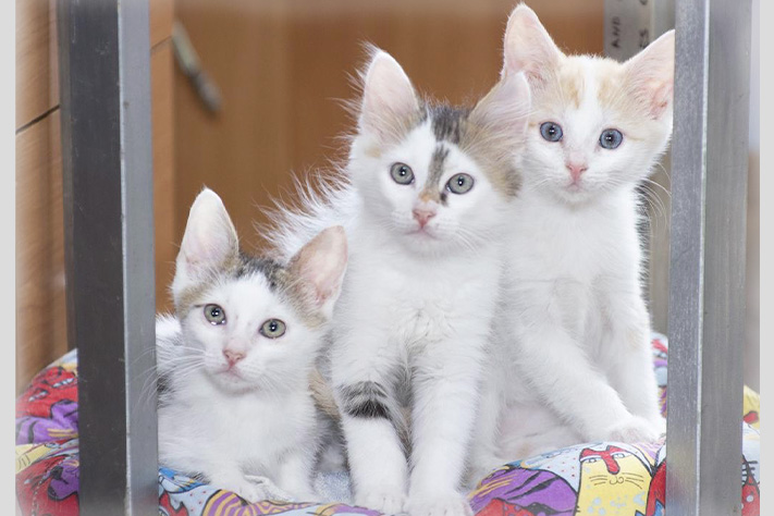 Благотворительный фонд поможи животных, помощь животным, взять кошку из приюта, взять собаку из приюта