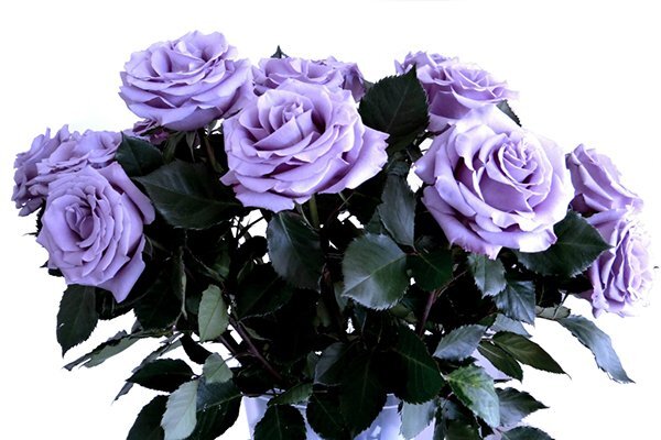 Сорт роз Suntory Blue Rose Applause