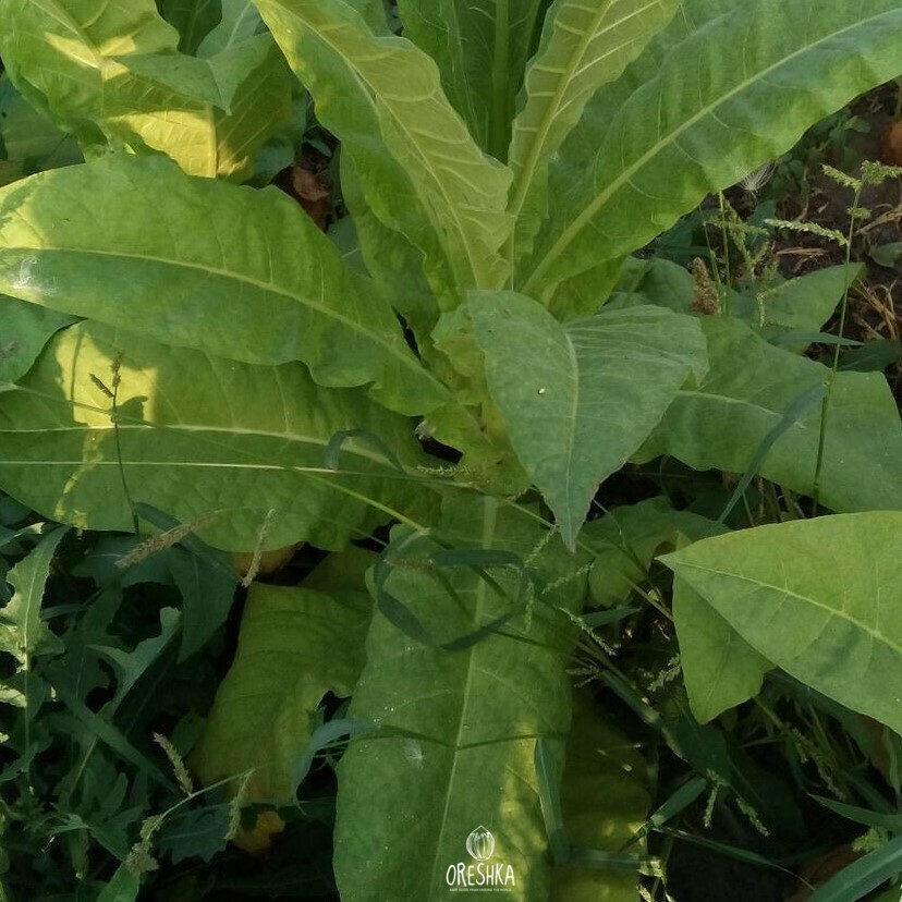 Seeds of Tobacco Orinoco (Nicotiana tabacum) — 300 pcs
