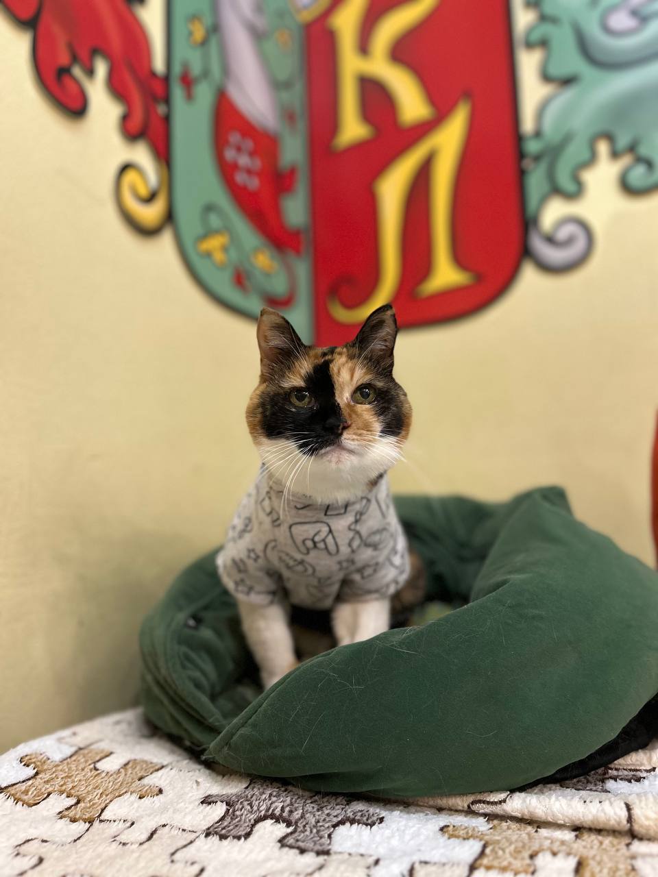 Кошка отдыхает в&nbsp;котокафе перед поиском нового дома