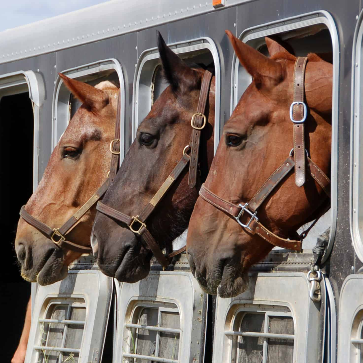 конь иностранцы. костюм коня.