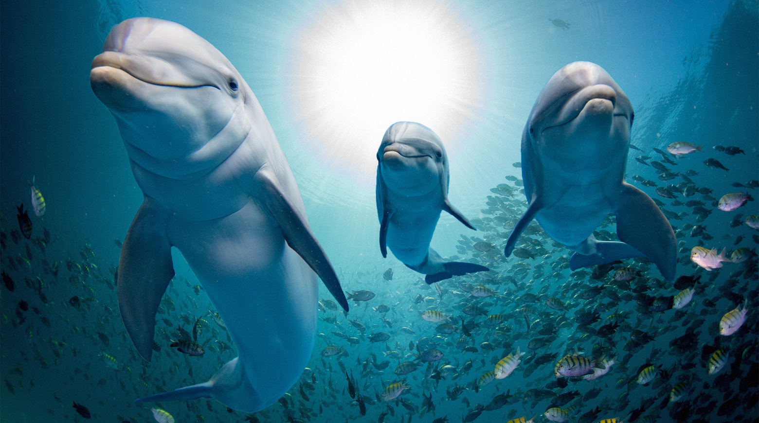 Семья дельфинов