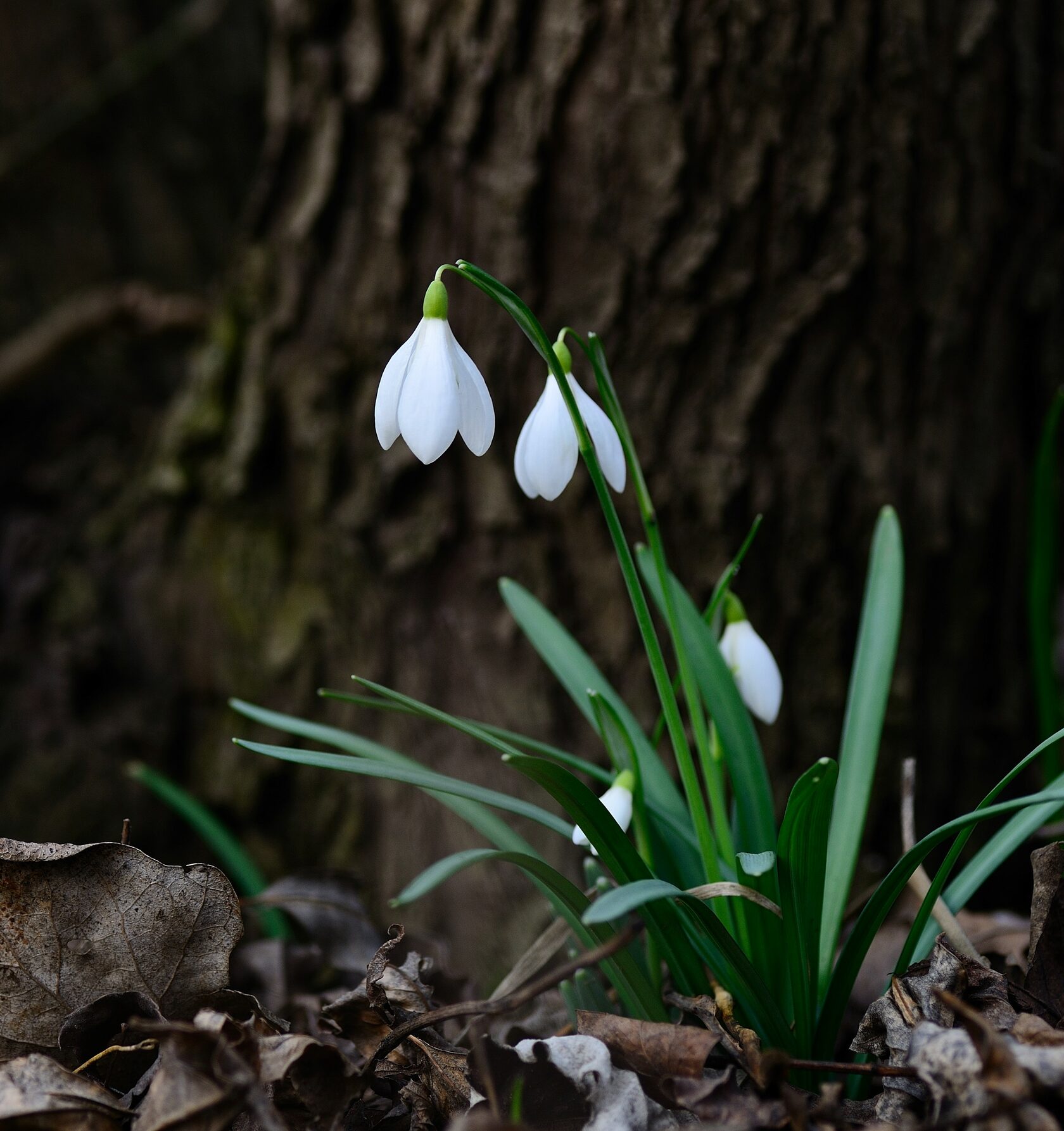 Two flowers in the foreground naturally hanging down. The rest of the image is filled with out of focus flowers, leaves and a tree trunk.