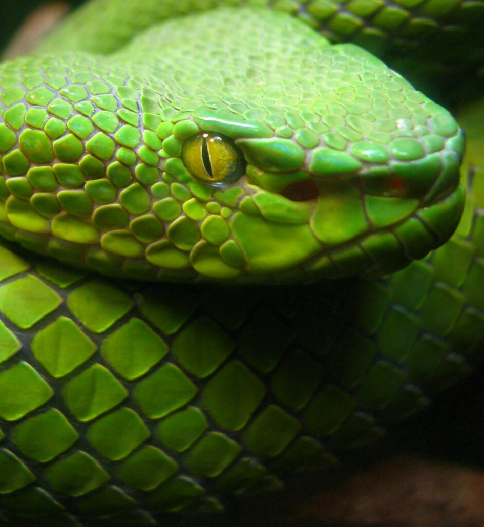 Snake feat