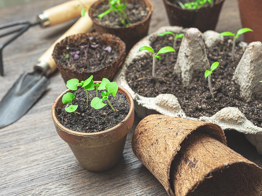 Small pots with young basil seedlings and other herbs, surrounded by gardening tools and biodegradable seedling trays, illustrating indoor basil cultivation steps.