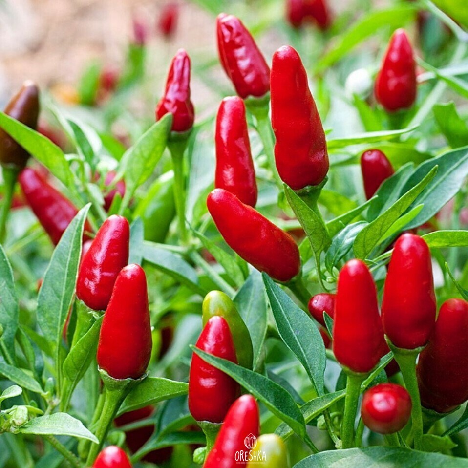 Seeds of Hot pepper Thai Thai hot (Capsicum) — 5 pcs